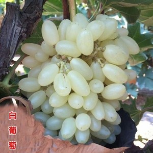 马奶提子葡萄苖 新疆马奶王葡萄树苖 白牛奶葡萄苖盆栽爬藤种植苖
