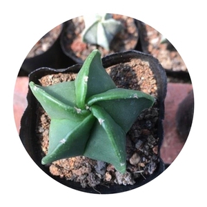 鸾凤玉仙人球五角