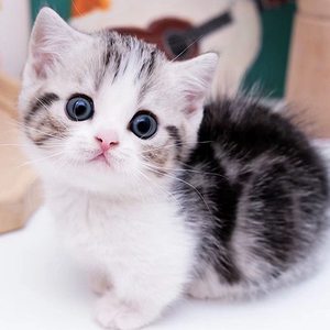 纯种美短幼猫起司加白美国短毛猫折耳小猫活物矮脚猫活体宠物猫咪