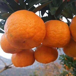 宜昌椪柑当季新鲜水果芦柑5斤10斤整箱包邮