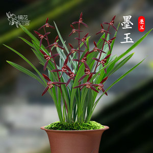 花卉宽叶兰花