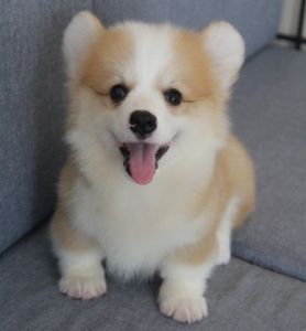 纯种柯基活体幼犬三色双色微笑可爱小柯基小狗威尔士纯血统活体狗