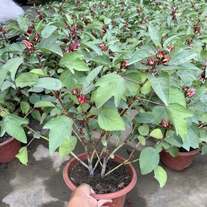 玫瑰茄苗红桃k盆栽带花苞洛神花苗庭院阳台花卉绿植 带盆带土种好