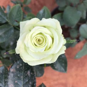 玫瑰月季《绿茵》绿色玫瑰切花 目前大苗盆栽花带花苞发货