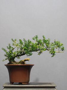 日本hj华瑞优景珍珠黄杨老桩盆景稀有小叶品种熟桩高山植物办公居