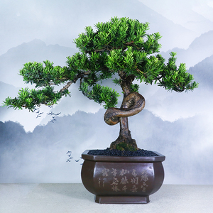 【罗汉松一物】罗汉松一物品牌,价格 - 阿里巴巴