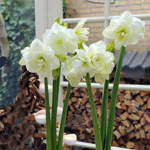 【现货】荷兰进口洋朱顶红种球 阿弗雷alfresco开花店家大力推荐