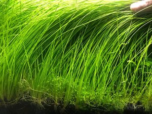 墨西哥大莎草ada造景水草针叶大沙草细叶中造景水草飘逸的后景草