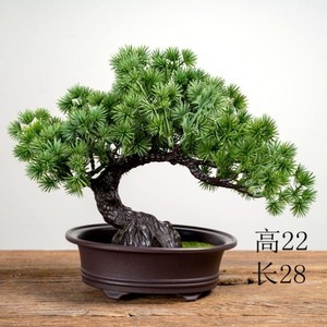 小松树盆栽植物迎客松