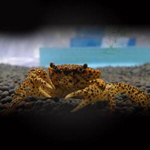 苏拉威西豹点蟹热带观赏蟹深水蟹宠物活体鱼缸水族螃蟹可混养活体