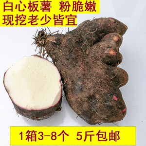 脚板薯种白