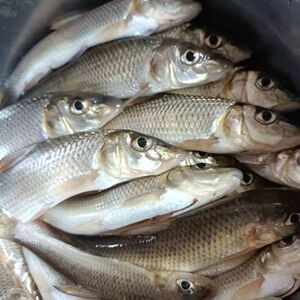 江西小鱼冰鲜冷冻新鲜花骨鱼草沟鱼淡水鱼沙丁鱼鲜活冷水鱼顺丰