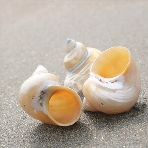 三湖慈鲷鱼贝壳