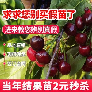 车厘子树苗