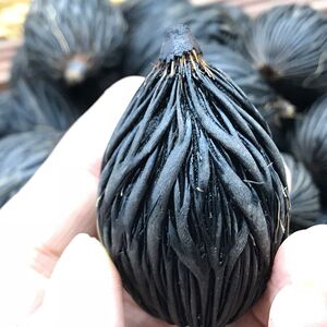 天然千丝菩提子原籽通货论斤按斤狐尾椰挂饰吊坠首饰手串手把件