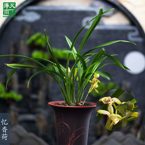 泽雨天下翁源兰花苗建兰四季大荷瓣忆香荷浓香好养办公室绿植盆栽