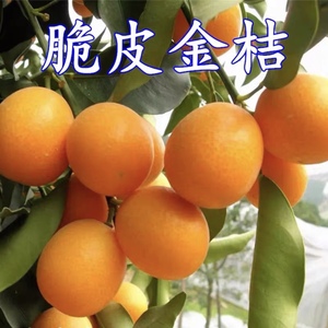 金桔带果盆栽树苗四季果树食用小金桔子苗脆皮金橘招财果室内植物