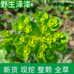 野生新鲜泽漆中药材猫儿眼五朵云五灯草 泽漆 猫眼草 五朵云 500g