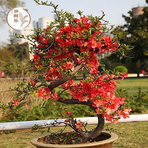 西府海棠老桩重瓣垂丝海棠庭院盆景复色海棠阳台盆栽好养四季开花