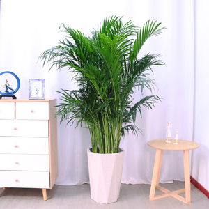 富贵椰子盆栽大型客厅室内卧室净化空气除甲醛凤尾竹植物北欧绿植