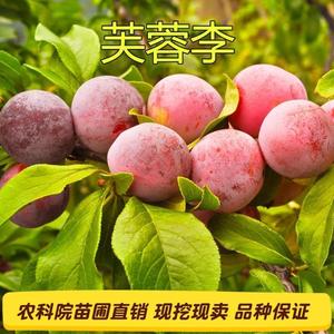 嫁接新品种果树苗芙蓉李子苗特优珍奇特大当年结果南北方四季种植