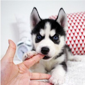 纯种双蓝眼哈士奇幼犬三把火红灰色雪橇犬阿拉斯加二哈活体宠物狗