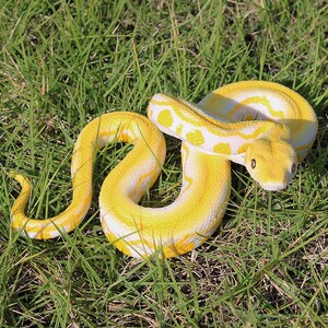 动物模型黄金蟒