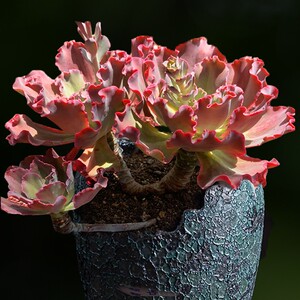 多肉植物c全疣石莲高沙大包菜高砂之翁缀化办公室桌面花卉超大趣花