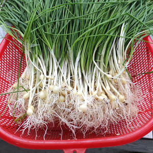 湖南新鲜野葱野菜深山现挖小根蒜胡葱野生葱百香葱野菜苦藠头薤白