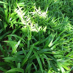 斑斓叶盆栽海南食用班兰叶粉天然种植香兰叶植物香料幼苗带土观叶