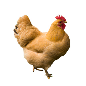 肥西老母鸡 | 一年散养纯粮喂养的土鸡整只净重2-3斤/只一分农场