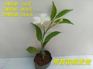 重瓣狗牙花