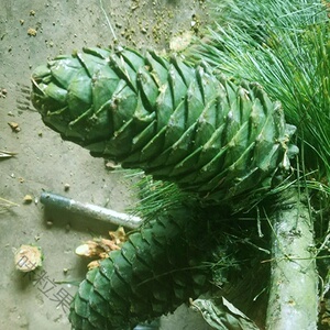 20年新鲜大粒绿松塔松包华山生松子果魔王松树籽生的500g