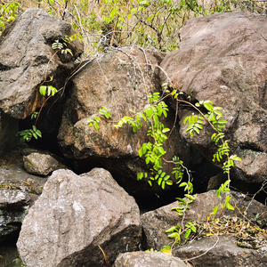 日式园林老皮山石野山石户外庭院地产用石置石假山小品景观原石