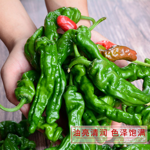现摘新鲜蔬菜山东枣庄一窝蜂薄皮皱皮微辣特辣螺丝土辣椒3斤包邮5