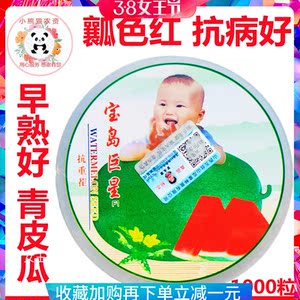 青皮西瓜种子籽庆红宝类型核桃皮早熟口感佳抗病好大红瓤春夏种