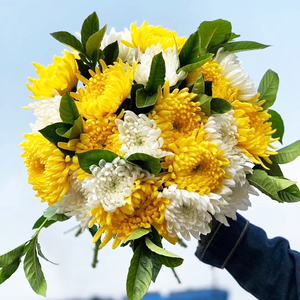 黄白菊花水生鲜花束悼念扫墓祭祖求神重阳清明节花卉基地直发包邮