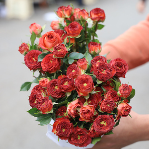 云南基地直发梦幻芭比多头玫瑰紫罗兰红玫瑰昆明斗南鲜花速递现摘