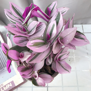 婚礼油画吊兰盆栽婚纱吊兰锦阳台室内办公桌水培植物好养绿植花卉