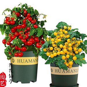 矮生盆栽番茄种子小西红柿圣女果农家阳台水果蔬菜种子易活四季播