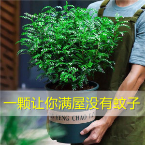 防赶熏蚊子的植物熏蚊草蚊子怕的除蚊植物祛区去文草驱蚊驱蝇香花
