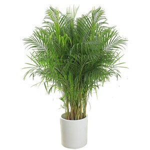 大叶子绿植四季