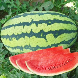 西农八8号西瓜种子种籽孑 早熟南方高产特大超大巨型懒汉春季南方