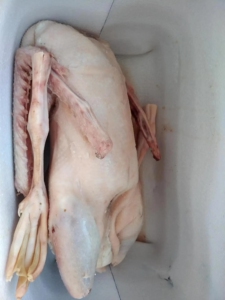 农家散养新鲜大鹅鹅肉笨鹅整只老鹅鹅肝鹅肫鹅掌红烧炖鹅块现杀鹅