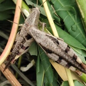 活体丁蜢活体虰蜢活体花腿打口虫画眉提性长膘增强体质和耐力现货