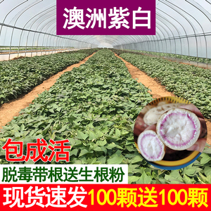 澳洲紫白玛莎莉薯苗西瓜红薯苗烟薯苗紫薯苗板栗薯苗红薯种植秧苗