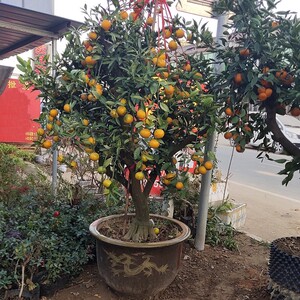 沙糖树子树苗砂糖橘橘子桔苖盆栽地栽果树果苗柑年结果大苗当橘苗