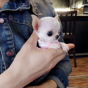 爱心领养小型犬吉娃娃宠物狗狗活体宠物短毛小狗茶杯幼犬袖珍