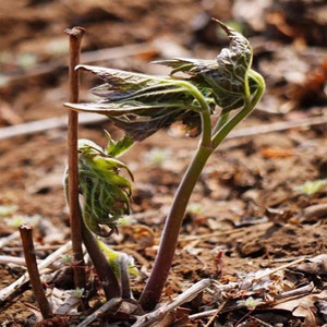 东北苦力芽种子山野菜窟窿芽苗中草药植物升麻家庭院盆栽四季易活