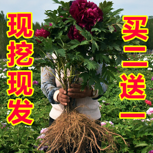 牡丹花苗盆栽大苗正宗洛阳带花苞芍药花种鲜花重瓣花卉牡丹花树苗